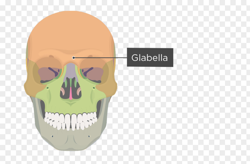 Skull And Bone Zygomatic Process Of Maxilla PNG