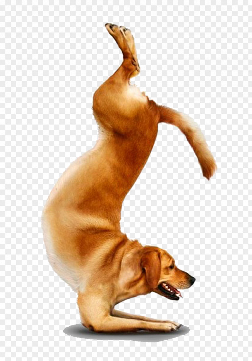 Yoga Dogs Chihuahua Doga Adho Mukha śvānāsana PNG