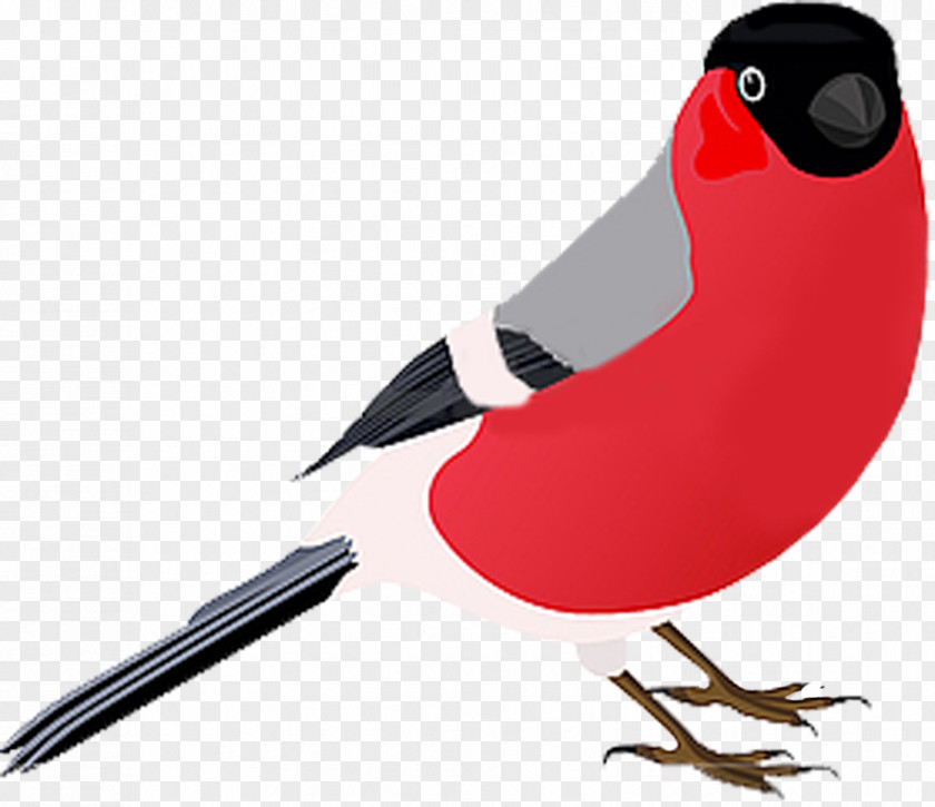 Bird Photography Drawing PNG