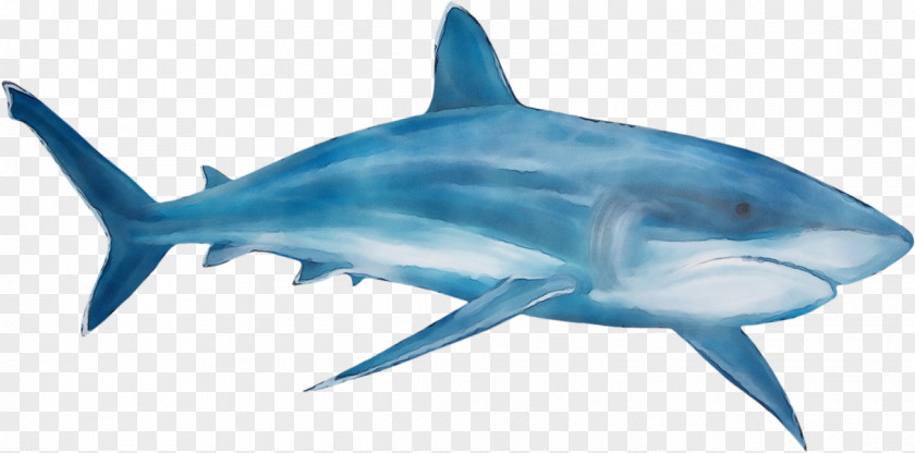 Squaliformes Bonyfish Great White Shark Background PNG