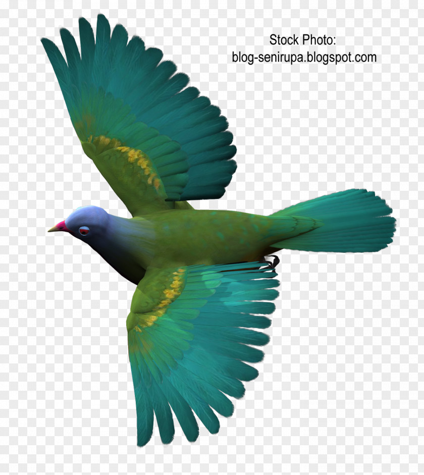 Stock Columbidae Bird Flight Color PNG