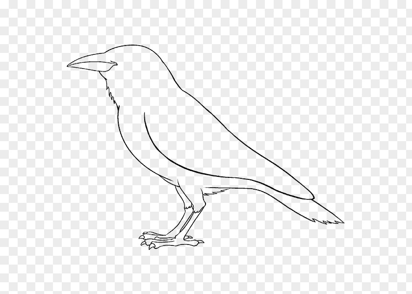 Bird Magical Drawings Line Art How To Draw A Mouse Sketch PNG