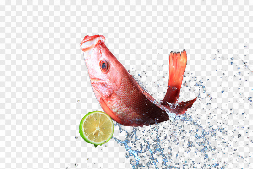 Fish In The Splash Lemon Icon PNG