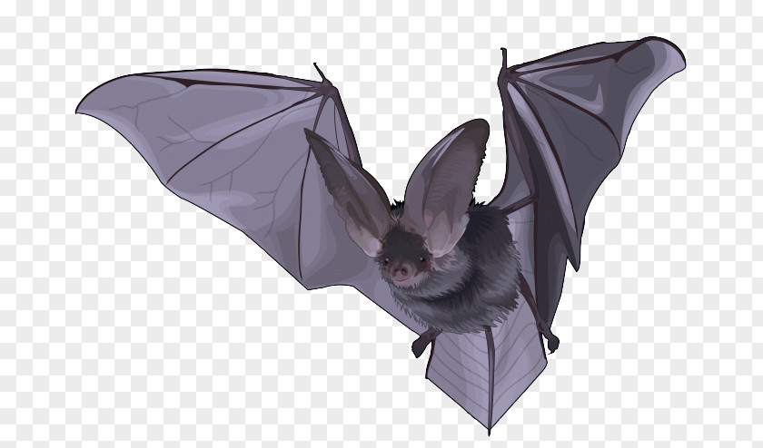 Little Brown Myotis Vampire Bat Origami PNG