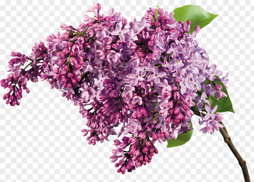 Mint Flowers Desktop Wallpaper Common Lilac Flower Clip Art PNG