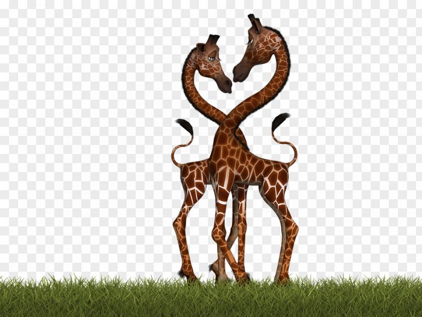 Two Giraffes Northern Giraffe Mammal Pixabay Illustration PNG