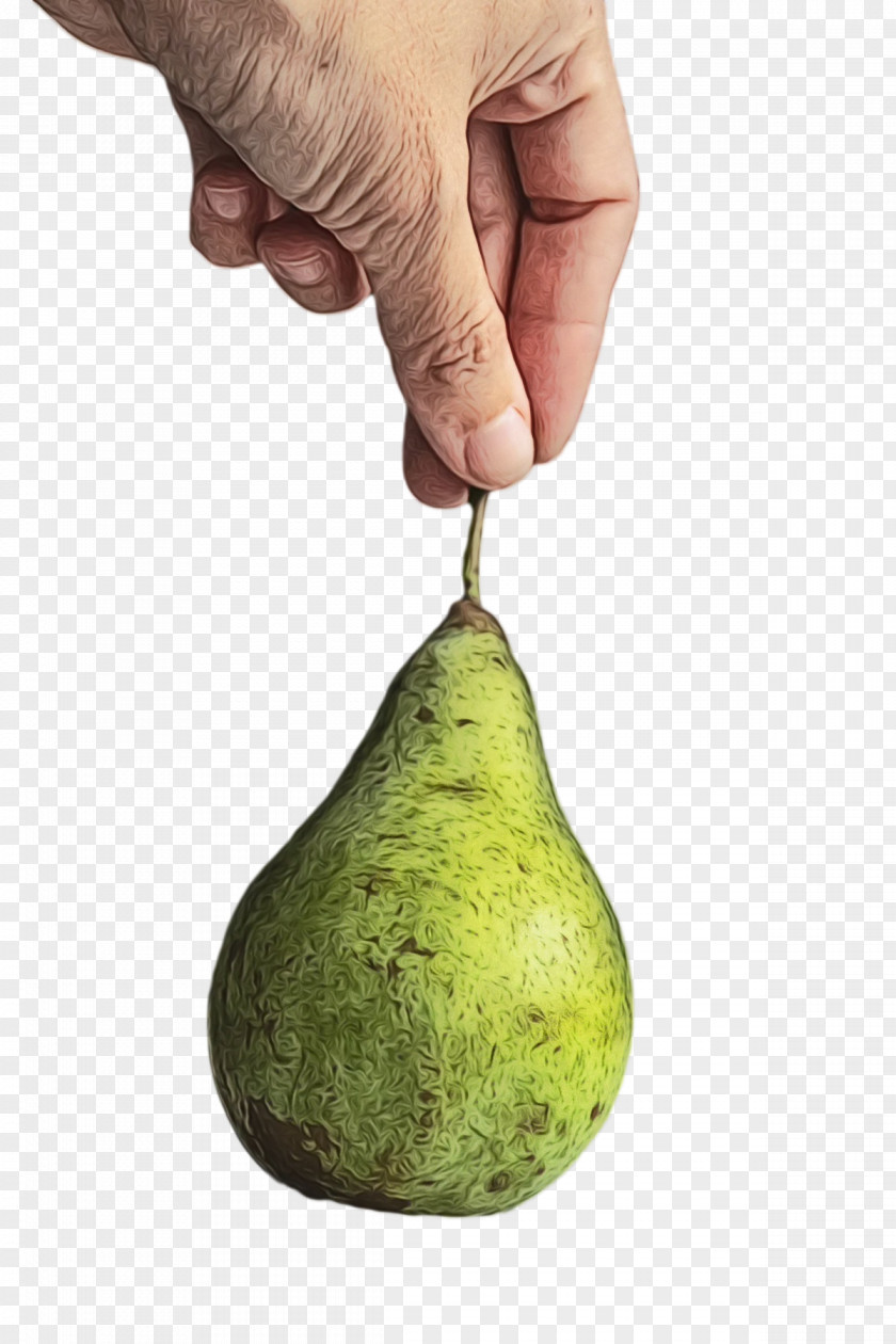 Vegetable Pear Fruit Fahrenheit Science PNG
