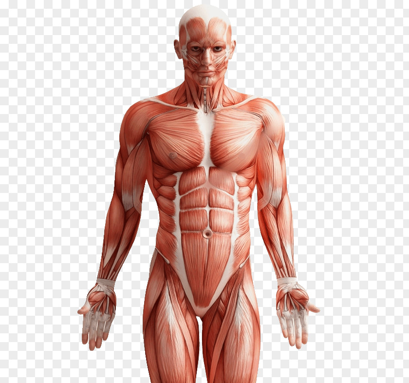 Anatomi Groin Pain Human Body Back PNG