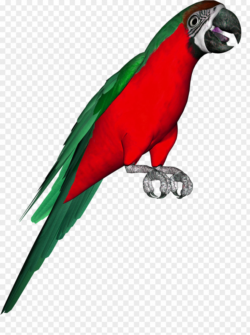 Bird Macaw Parakeet Budgerigar Beak PNG
