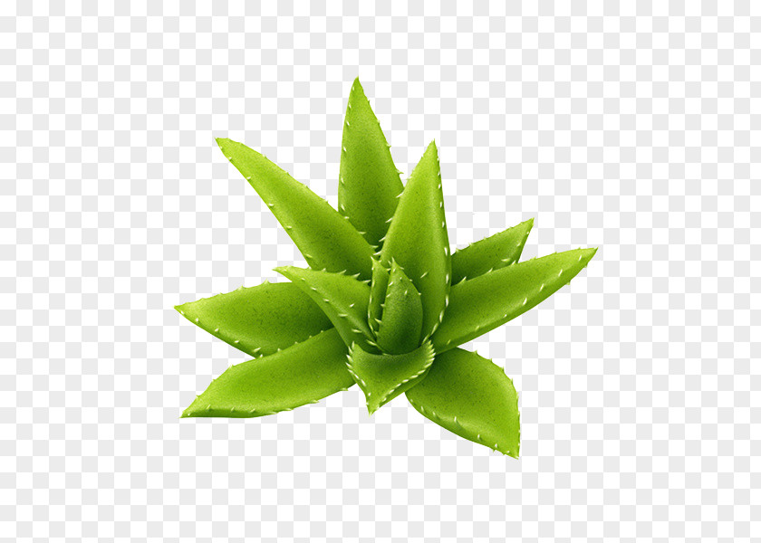 Green Aloe Plant Download PNG