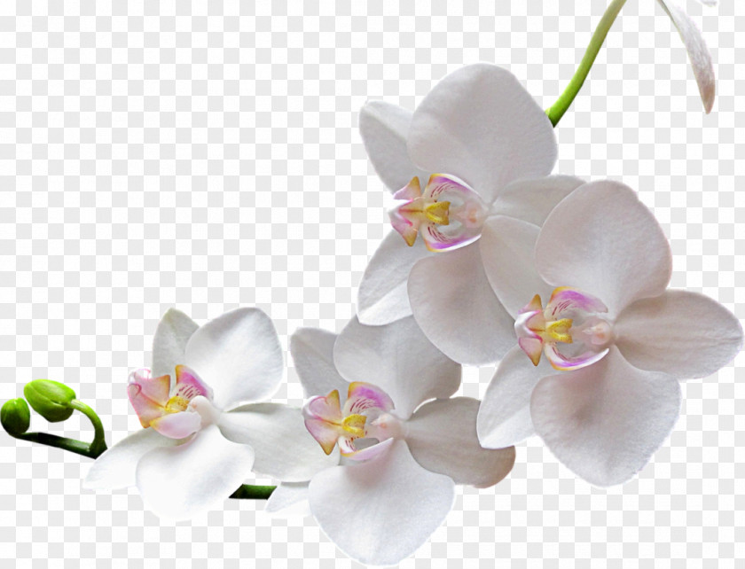Orchid Flower Clip Art PNG