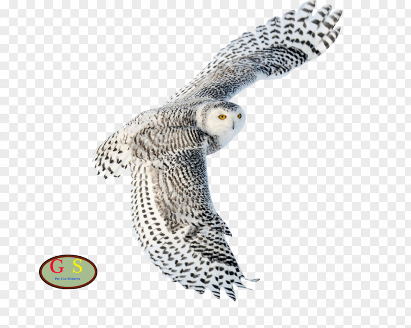 Bird Snowy Owl Desktop Wallpaper Northern White-faced Scops PNG