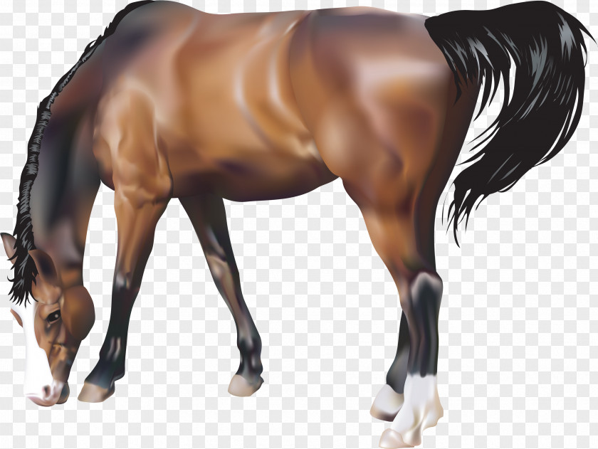 Brown Horse Image, Free Download Picture, Transparent Background Rearing Illustration PNG