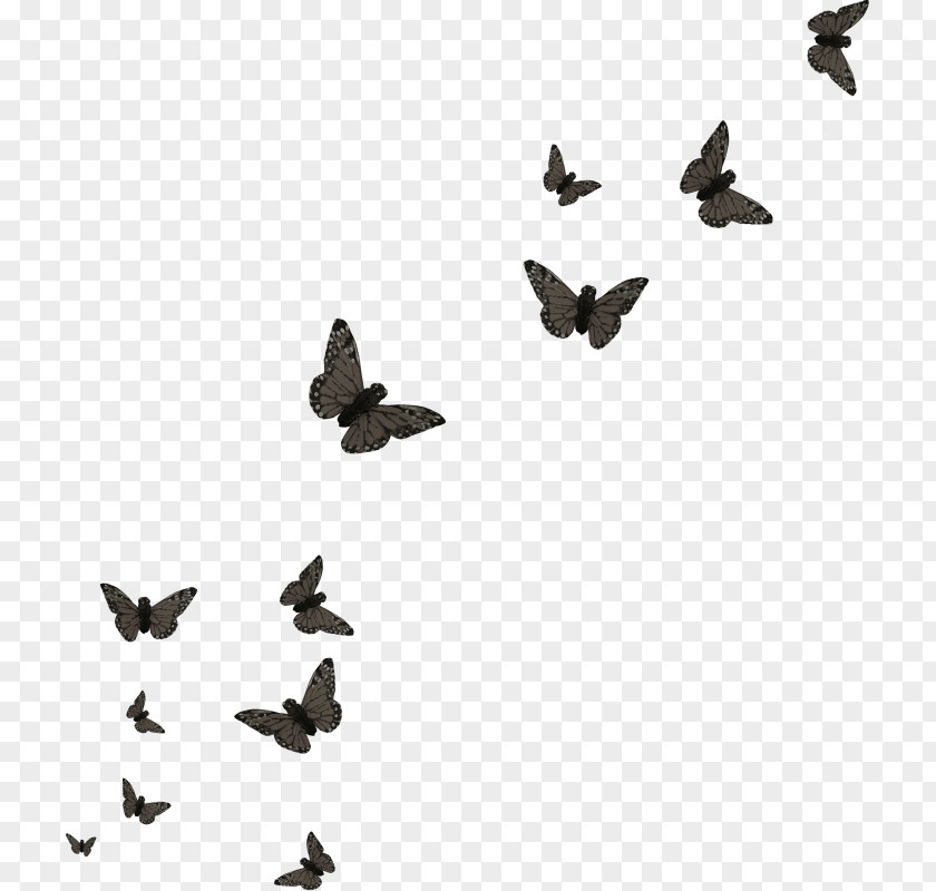 Butterfly Group Bird PNG