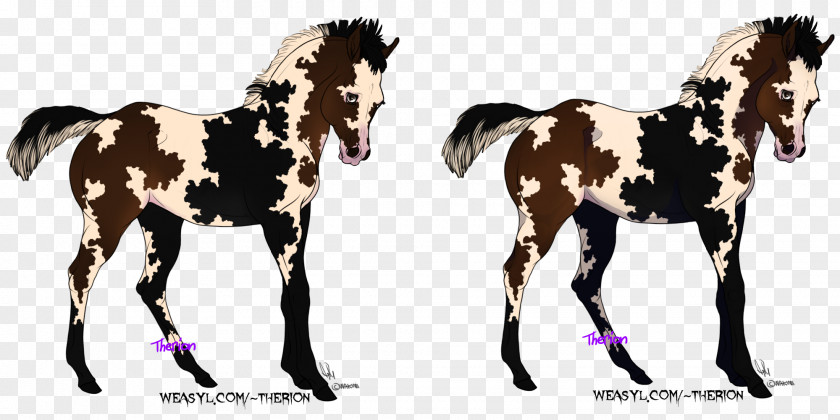 Chimera Foal Mustang Stallion Colt Mare PNG