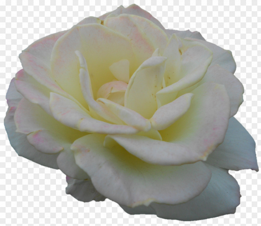 Darshan Garden Roses Cabbage Rose Floribunda Petal Cut Flowers PNG