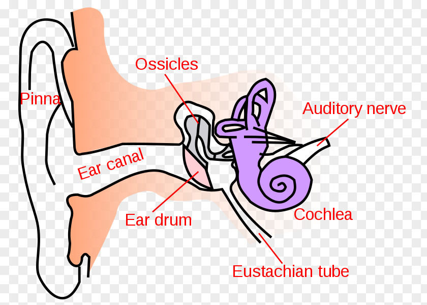 Ear Canal Outer Earwax Middle PNG