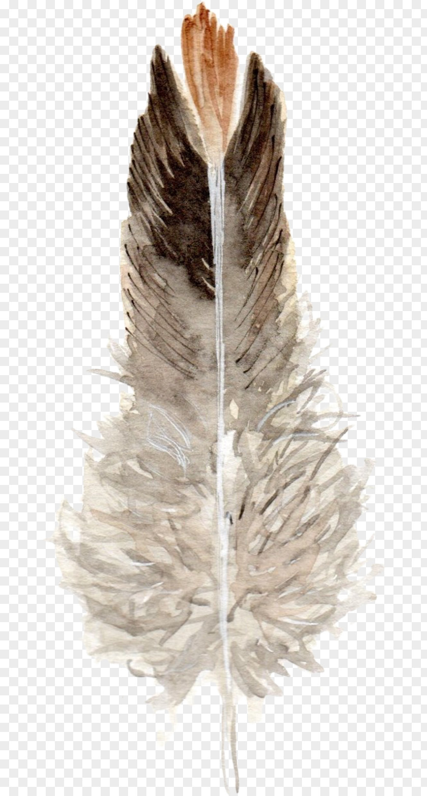 Feathers Feather PNG