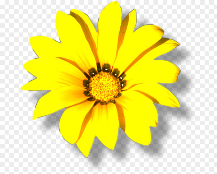 Flower Yellow Color PNG