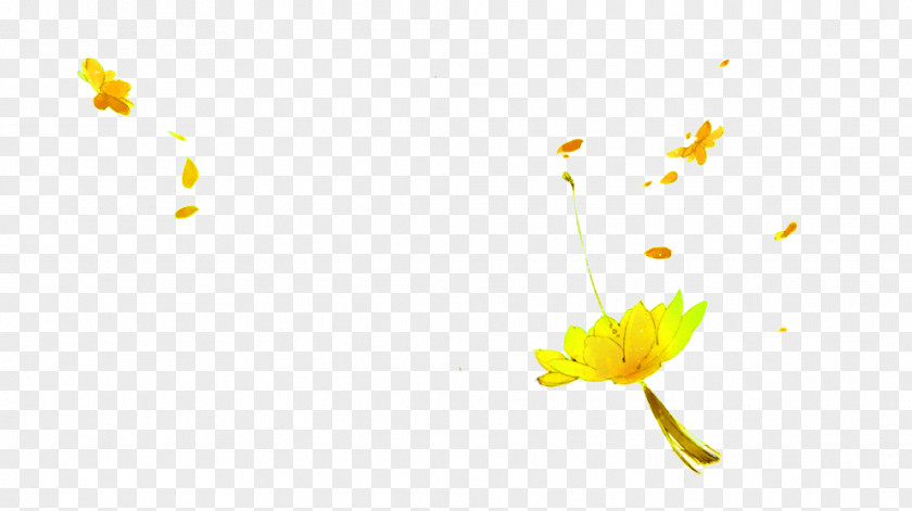 Golden Fresh Lotus Floating Material Wallpaper PNG