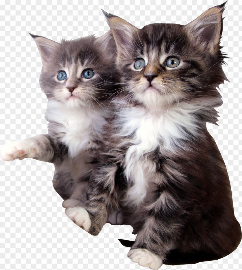 Kitten Maine Coon Munchkin Cat Pet Sitting Raccoon PNG