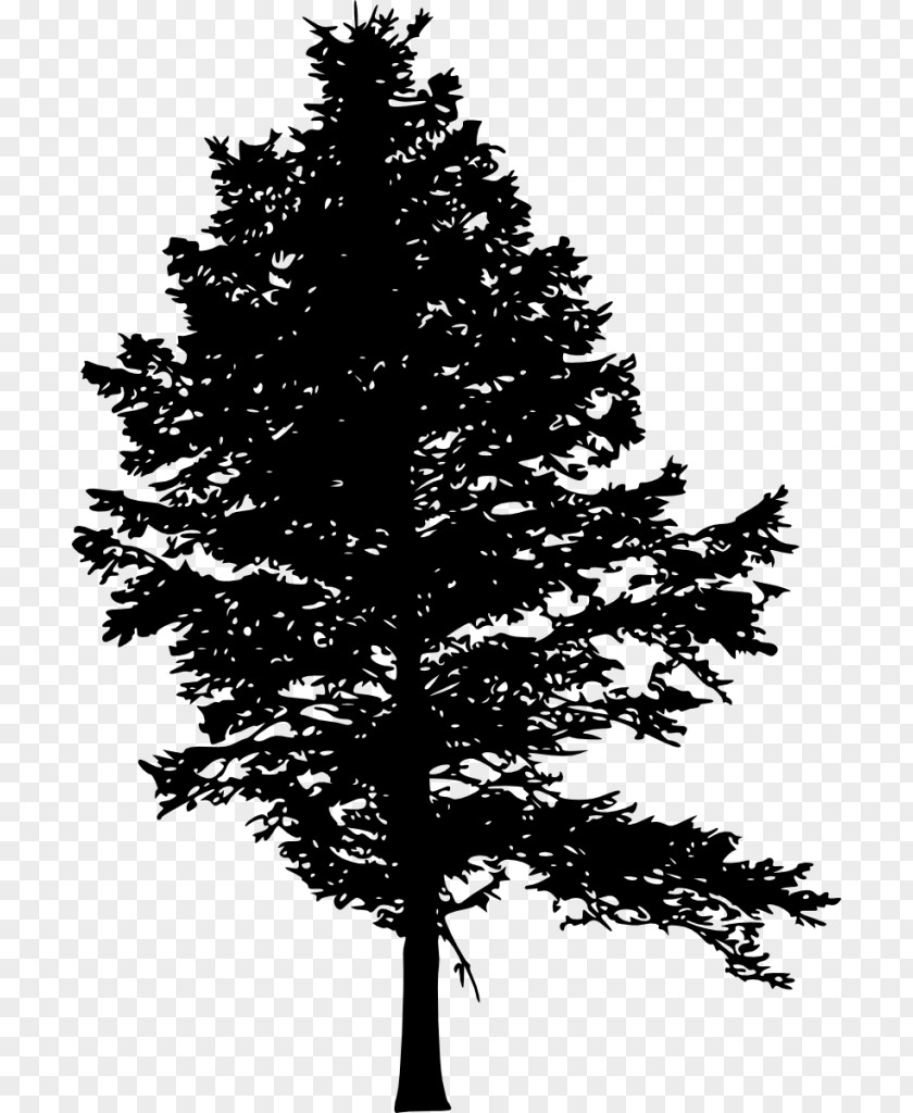 Pine Tree Fir Silhouette Drawing PNG