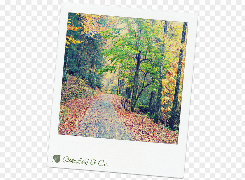 Stone Road Nature Story Ecosystem Stock Photography Picture Frames PNG