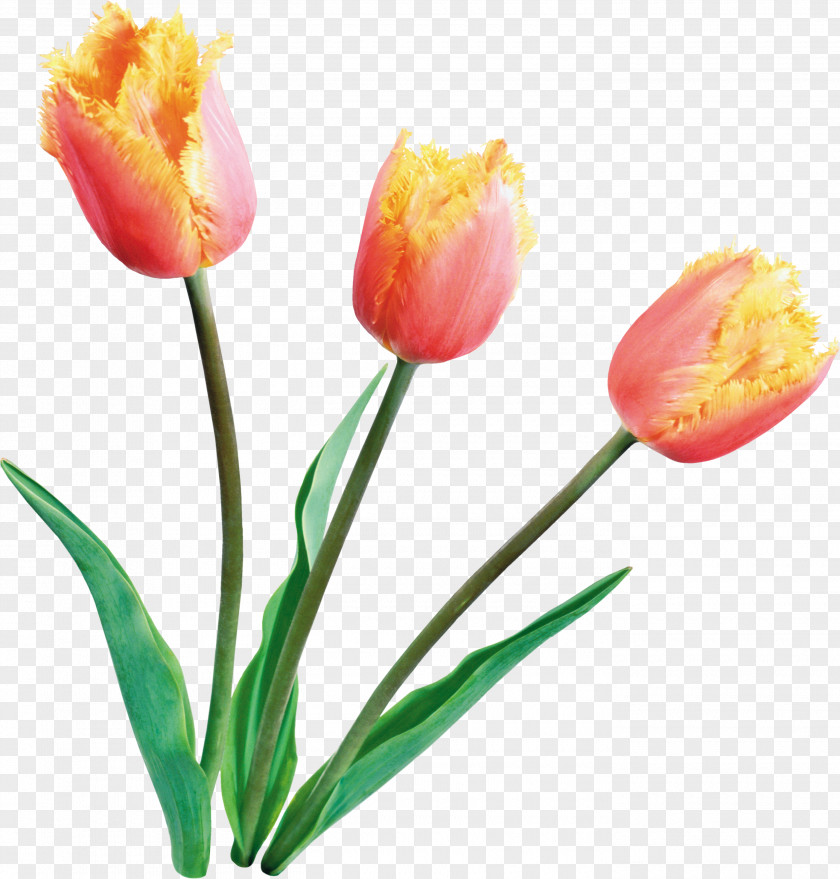 Tulip Flower Clip Art PNG