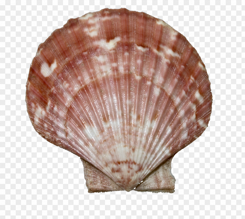Clams Oysters Mussels And Scallops Seashell Queen Scallop Bivalvia Wikipedia Great PNG