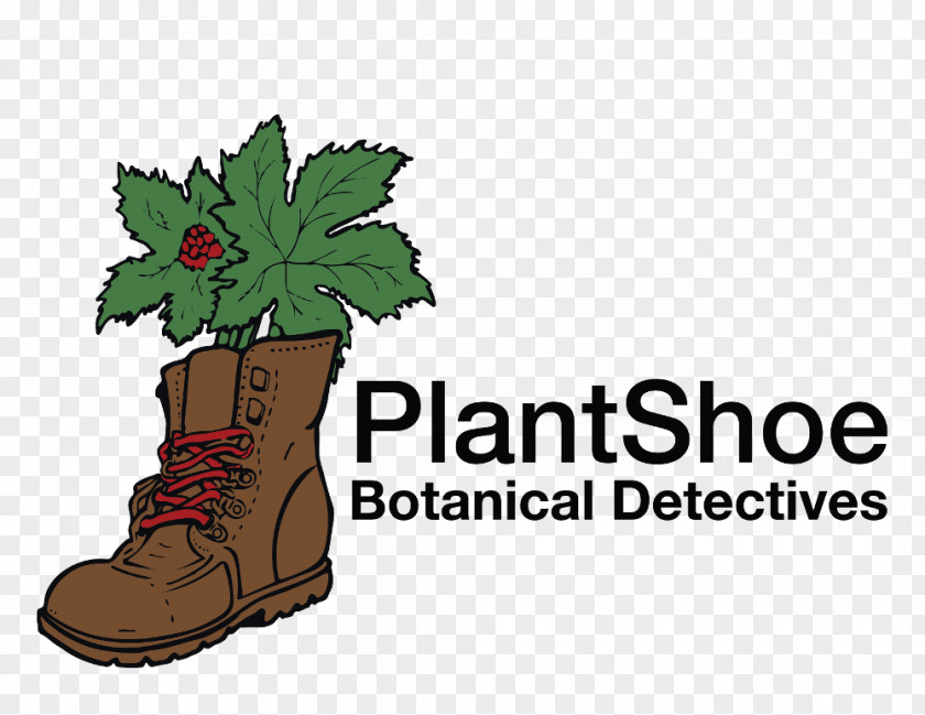 Detective Plant Botany Leaf Clip Art PNG
