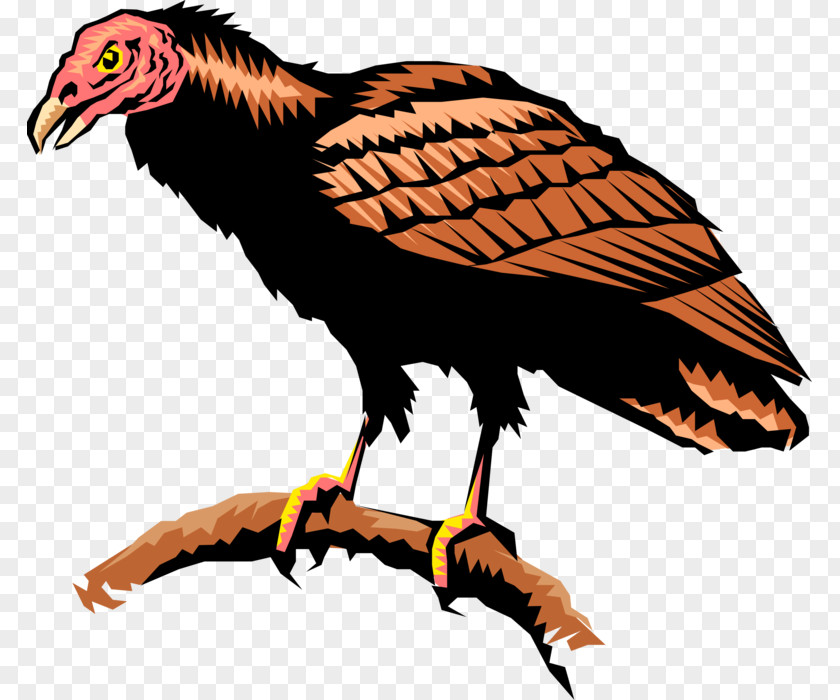 Eagle Turkey Vulture Andean Condor Hawk Clip Art PNG