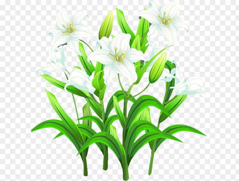 Lily Lilium Template PNG