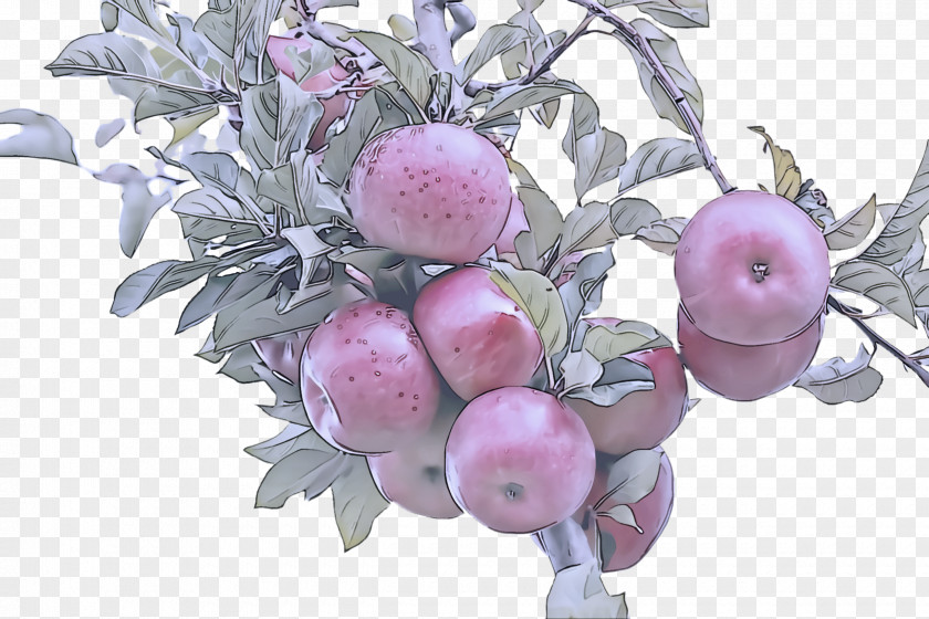 Malus European Plum Pink Plant Fruit Flower Tree PNG