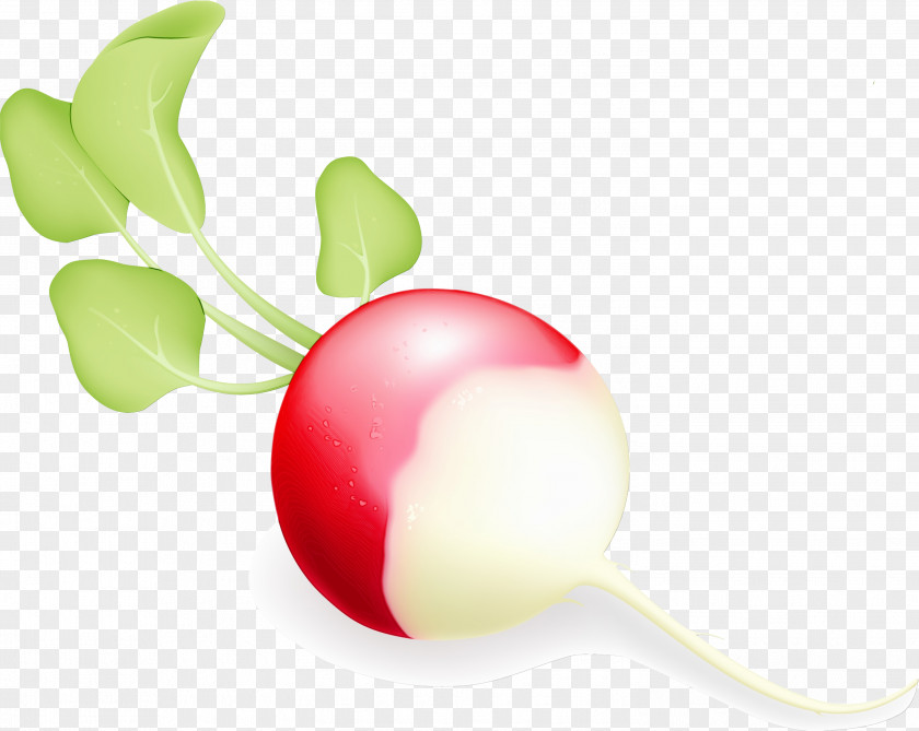 Plant Radish Clip Art PNG