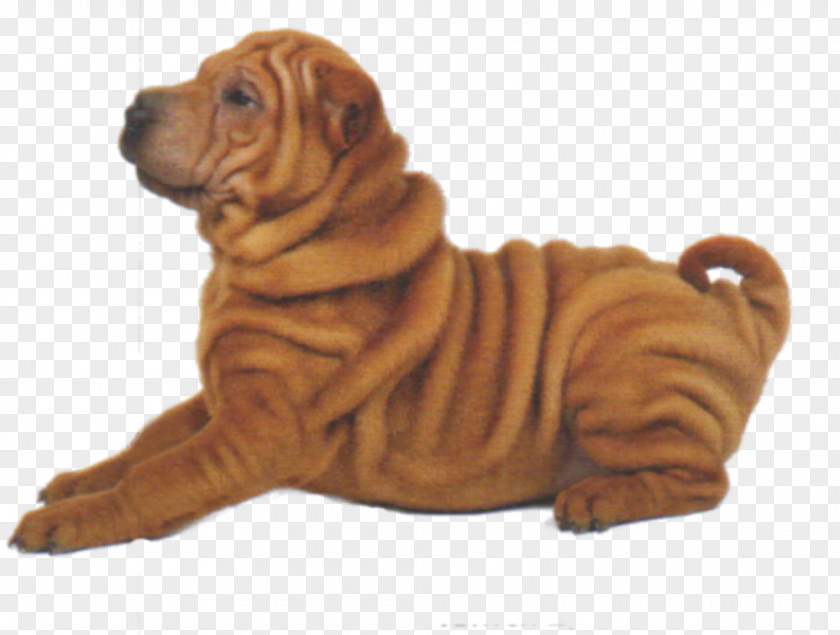 Puppy Shar Pei Dog Breed Companion Dogs Unleashed PNG