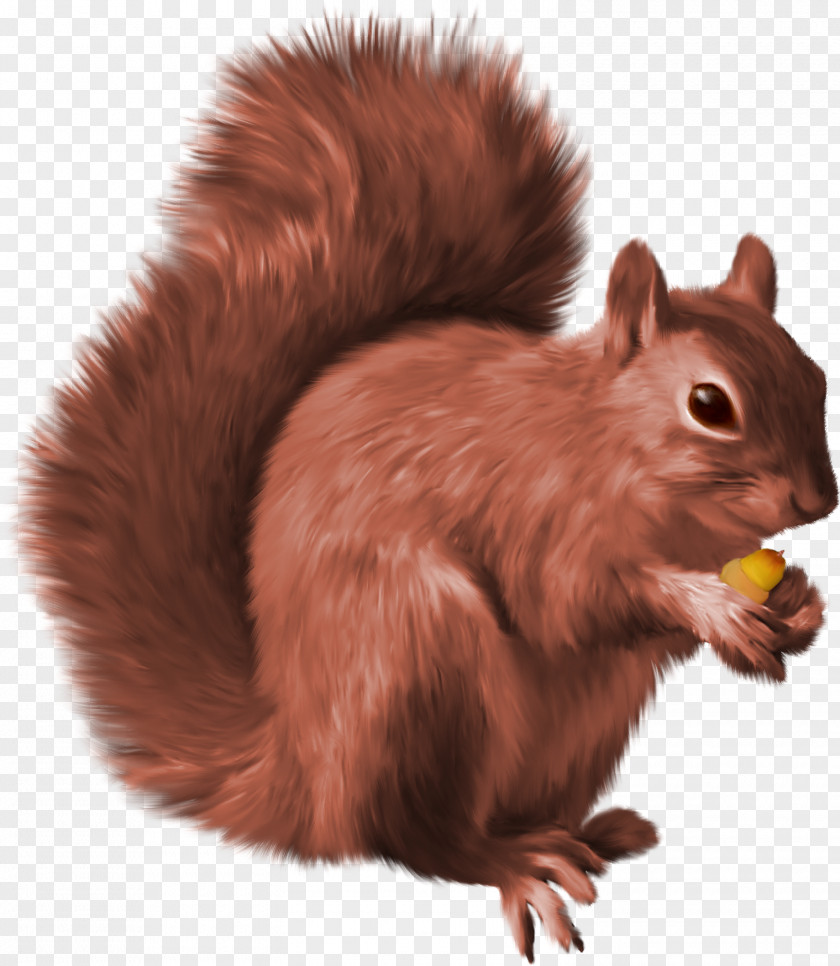 Squirrel Clip Art PNG