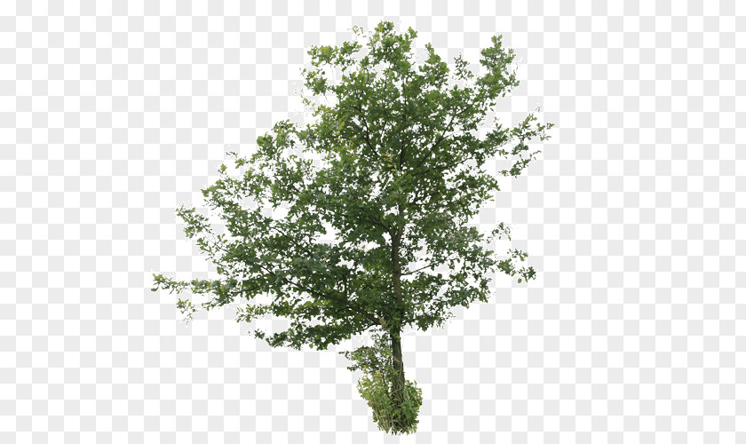 Tree Oak Image Plants Birch PNG