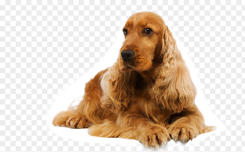 Cat English Cocker Spaniel American Sussex Boykin PNG