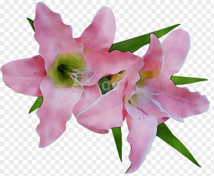 Drawing Flower Arum-lily Image Madonna Lily PNG