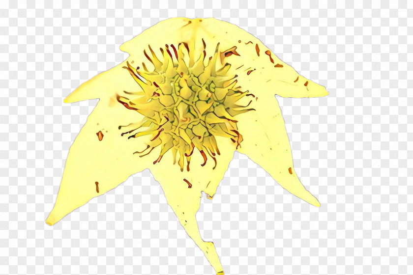 Sunflower PNG