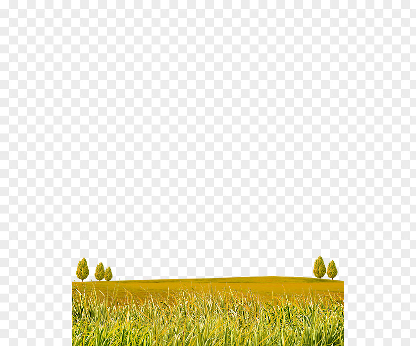 Autumn Grass Material Download Lawn PNG