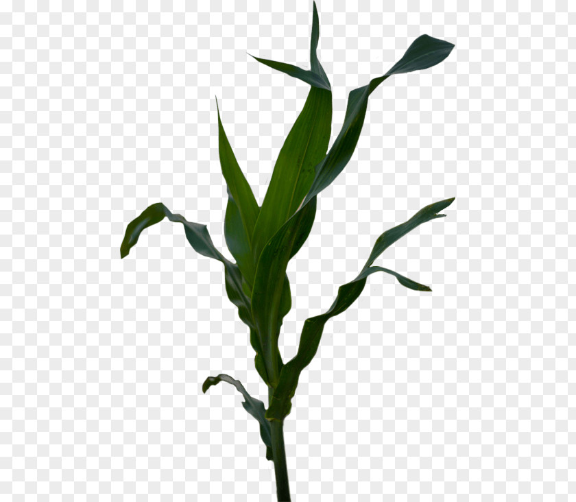 Corn Seed Plant Stem Grasses Belt Maize Flower PNG
