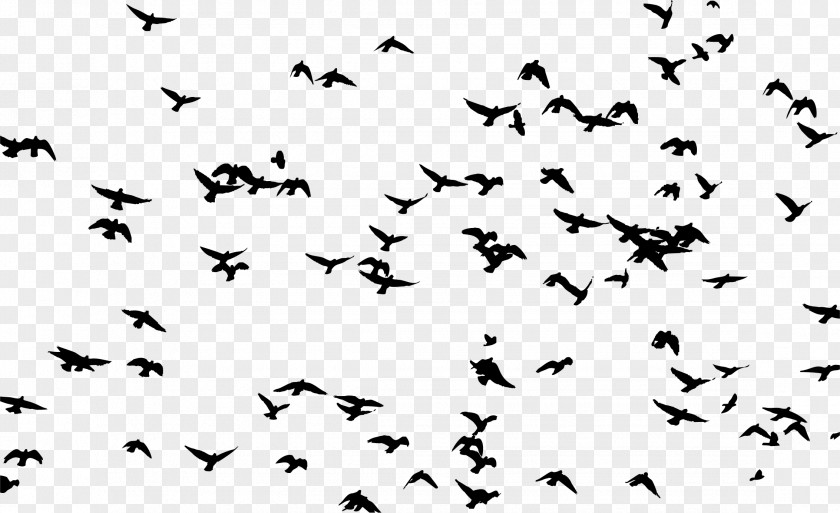 Distant Bird Flock Silhouette Clip Art PNG