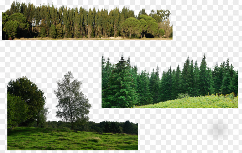 Forest Spruce-fir Forests Tropical And Subtropical Moist Broadleaf PNG