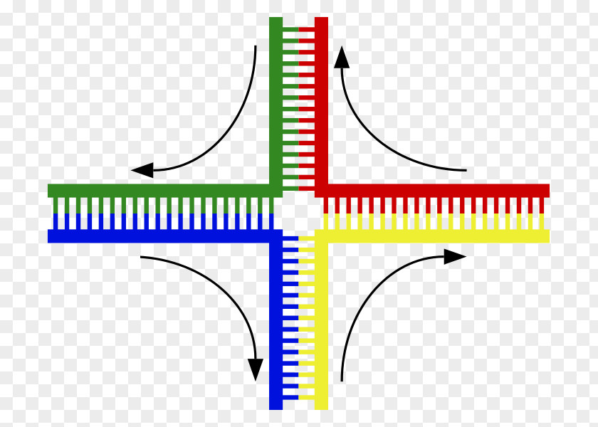 Junction Holliday DNA Nanotechnology Chromosomal Crossover Genetic Recombination PNG