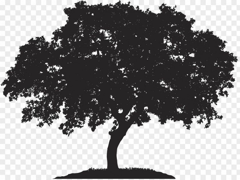 Tree English Oak Japanese Maple Royalty-free Quercus Berberidifolia PNG