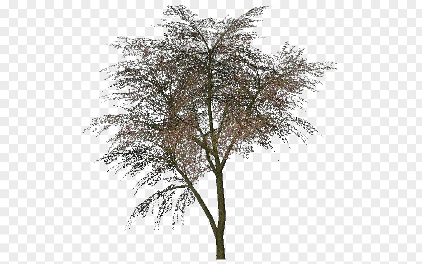 Arboles Tree Cercis Siliquastrum Woody Plant Bud PNG