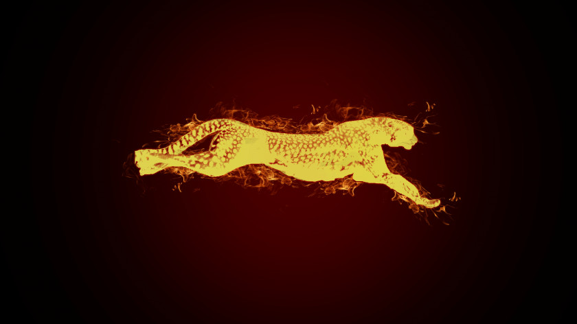 Cheetah Desktop Wallpaper IPhone PNG