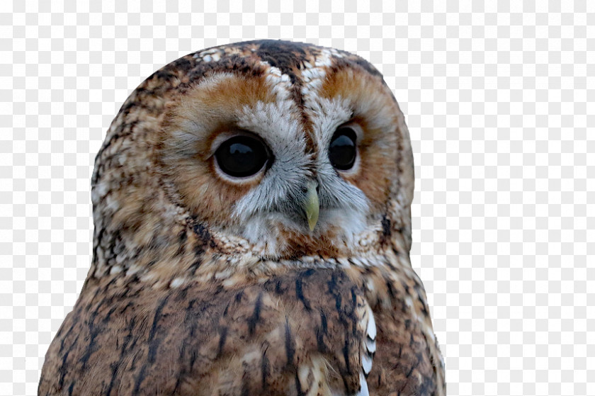 Owl Face Closeup Barred Bird Of Prey PNG