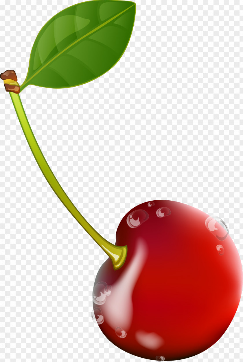 Red Cherry Drawing PNG